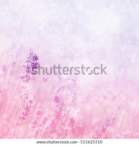 Summer blossoming lavender background, selective focus, shallow DOF, toned, light and heart bokeh background, pastel and soft card