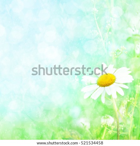 Summer blossoming daisies, chamomiles on meadow background, selective focus, shallow DOF, toned, light and heart bokeh background, pastel and soft card