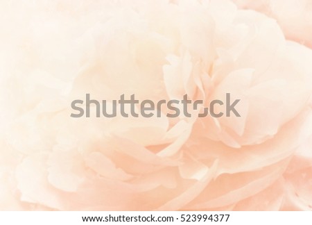 Unfocused blur peony petals, toned, light and heart bokeh background, pastel and soft card