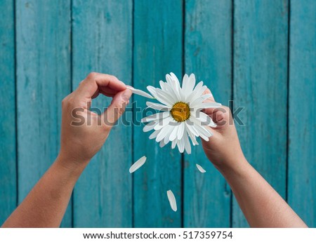 Two female hands hold in hand big white daisy petals and tear on the old blue wooden background, top view