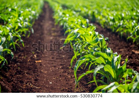 sugar cane plantation