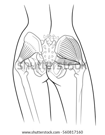 Gluteus Stock Images, Royalty-Free Images & Vectors | Shutterstock