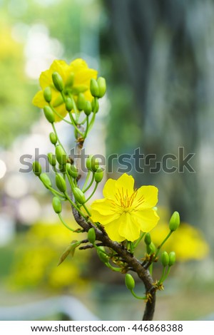 Yellow Apricot Flower