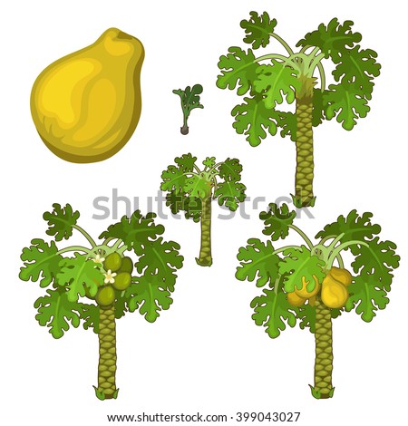 The stages of growth and ripening papaya. Plants isolated on white background. Agriculture. Vector.