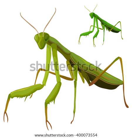 the background of the praying mantis Find the perfect praying mantis green background stock photo huge collection, amazing choice, 100+ million high quality, affordable rf and rm images no need to register, buy now. the background of the praying mantis Find the perfect praying mantis green background stock photo huge collection, amazing choice, 100+ million high quality, affordable rf and rm images no need to register, buy now.
