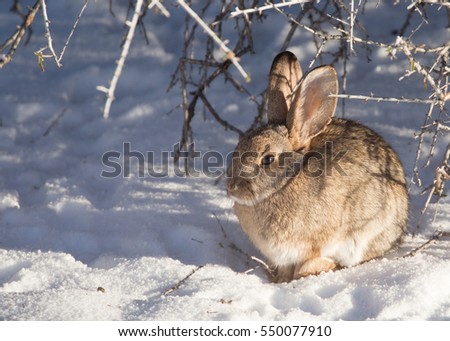 Cottontail Rabbit Winter Diet For Cottontail