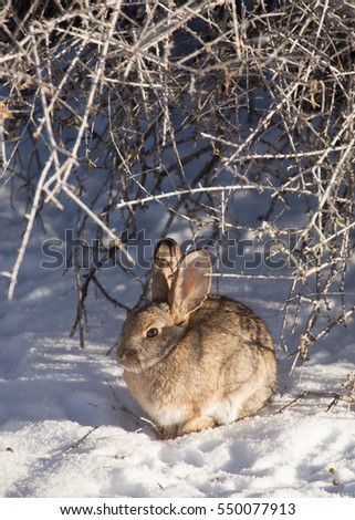 Cottontail Rabbit Winter Diet For Cottontail Ranch
