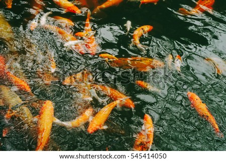 Hue, Vietnam - 10th December 2016 - Carp fishes are swimming in the lake inside Hue Imperial which is a walled fortress and palace in the city of Hue, the former imperial capital of Vietnam.