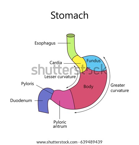 Anatomy Human Stomach Internal Structure Stock Illustration 639489439