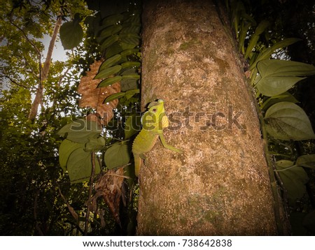 Have southeast asian rain forest 3012 brilliant phrase Join. All southeast asian rain forest 3012