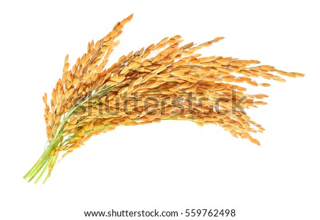 ear of paddy, ears of Thai jasmine rice isolated on white background