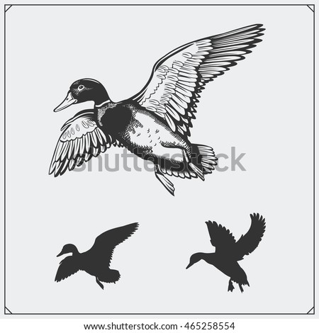 Duck Stock Images, Royalty-Free Images & Vectors | Shutterstock