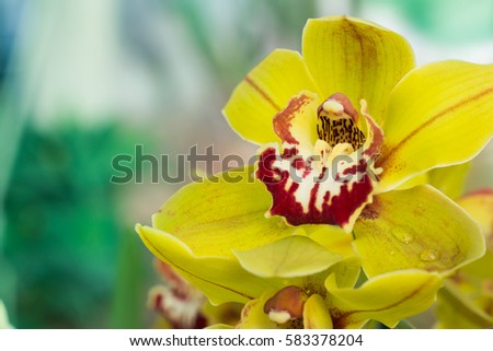 Amazing yellow and purple Orchids with copy space for text.
Yellow Orchids on floral background.
Orchids are amazing flowers and also elegant.