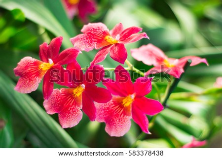 Amazing red and yellow Orchid with space for text. Beautiful flowers arrangement with green floral background. Orchids are amazing flowers and also elegant.