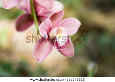 Beautiful orchid flower arrangement with green background.
Amazing pink Orchids with space for text. Orchids are amazing flowers and also elegant.