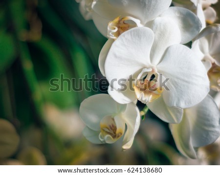 Amazing white Orchids with space for text. Beautiful white flowers arrangement with green floral background.
Orchids are amazing flowers and also elegant.