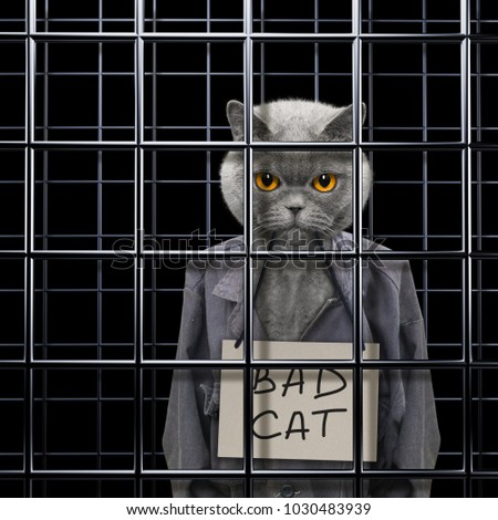 Bad Cat Punishe Cage Prison Stock Photo (Royalty Free) 1030483939 ...