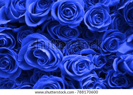 Background Many Blue Roses Valentines Day Stock Photo (Royalty Free ...