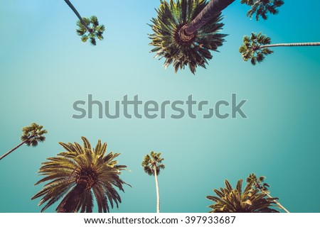 Vintage Rodeo Drive Beverly Hills Captivating crown-liked Palm Trees