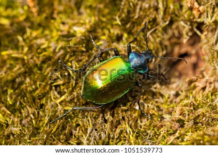 Bộ sưu tập Côn trùng - Page 20 Stock-photo-carabus-auratus-the-golden-ground-beetle-is-a-member-of-the-family-carabidae-or-ground-beetles-1051539773