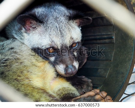 Civet Kept In Cage For Kopi Luwakcivet Coffee Making Animal Luwak Civet Kept In Cage For Kopi Luwakcivet Coffee Making Animal Luwak