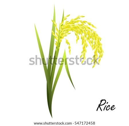 Rice (Oryza sativa, Asian rice). Hand drawn realistic vector illustration of rice plant on white background.