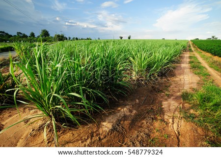 Sugarcane field