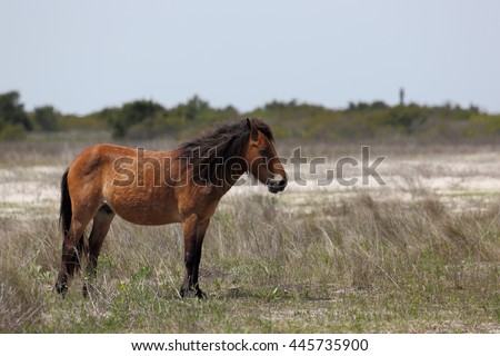 Beautiful Girl Standing Horse Sunset Stock Photo 318993143