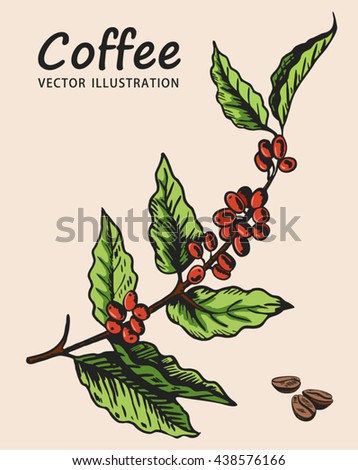 Coffee Tree Branch Element For Design Vector Illustration Plant Coffee Tree Branch Element For Design Vector Illustration Plant