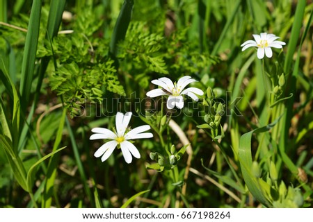 Chickweed Stock Images Royalty Free Images Amp Vectors Shutterstock