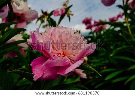 Beutiful beutiful flower stock images, royalty-free images & vectors Beutiful beutiful flower stock images, royalty-free images & vectors