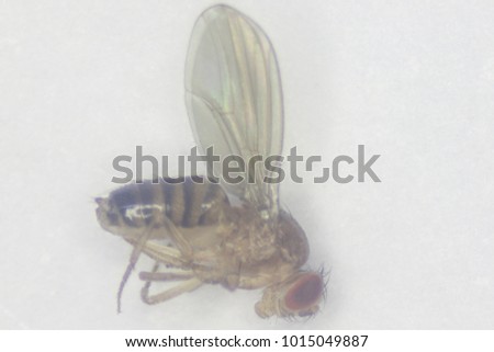 as bondage punishment from Sterling gay fruit flies