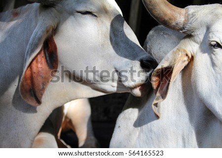 Funny laughing cow/ happy cow closeup