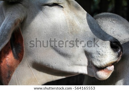 Funny laughing cow/ happy cow