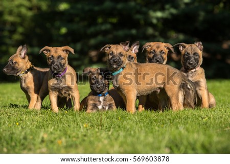 belgian shepherd rescue south africa belgian shepherd stock images royalty free images u0026 vectors belgian shepherd rescue south africa belgian shepherd stock images royalty free images u0026 vectors