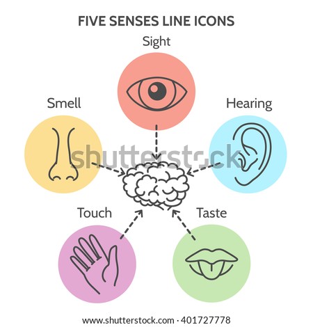 Five Senses Stock Photos, Images, & Pictures | Shutterstock