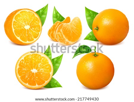Vector collection of fresh ripe oranges with leaves.