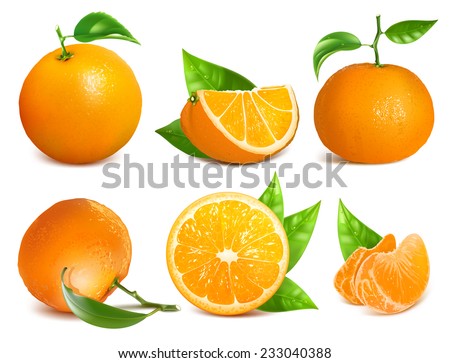 Vector collection of fresh ripe oranges and tangerines with leaves.