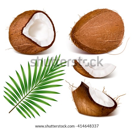 Coconuts with leaves. Fully editable handmade mesh. Vector illustration.