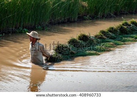 PHU YEN, Vietnam, August 22, 2015 farmers Phu Yen province, central Vietnam, harvesting papyrus