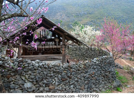 HA GIANG, VIETNAM, January 16, 2106 spring on, the simple houses, blooming peach flowers trees, rock plateau where Ha Giang, Vietnam northernmost country