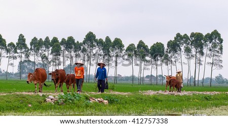 THANH HOA, Vietnam, September 18, 2015 rural women, Thanh Hoa province, livestock cow herd