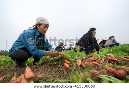BAC Ninh, Vietnam, February 19, 2016 FG Bac Ninh, Vietnam, harvesting carrots