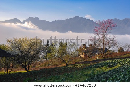 SAPA, VIETNAM, February 16, 2016 garden, peach flowers, spring, highland Sapa, Vietnam
