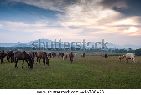 THAI NGUYEN, VIETNAM, April 6, 2016 horses eat grass, prairie Ba Van, Thai Nguyen Province, Vietnam