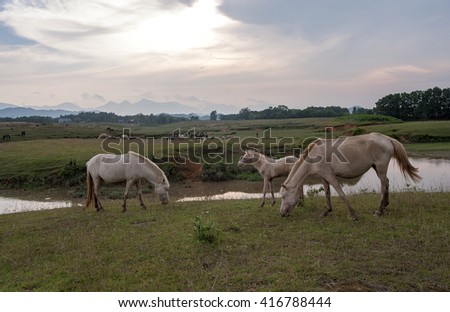 THAI NGUYEN, VIETNAM, April 6, 2016 horses eat grass, prairie Ba Van, Thai Nguyen Province, Vietnam