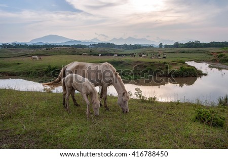 THAI NGUYEN, VIETNAM, April 6, 2016 horses eat grass, prairie Ba Van, Thai Nguyen Province, Vietnam