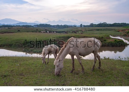 THAI NGUYEN, VIETNAM, April 6, 2016 horses eat grass, prairie Ba Van, Thai Nguyen Province, Vietnam