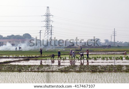 Vinh Phuc, Vietnam, December 25, 2015 FG, Vinh Phuc province countryside, Vietnam, rice cultivation
