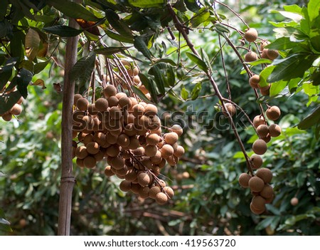 HUNG YEN, VIET NAM, July 24, 2015 Label plants, specialty, longan, Hung Yen Province, Vietnam